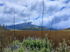 Ecuadors Nationalpark Cotopaxi: Lamas streicheln und einer der höchsten aktiven Vulkane der Welt