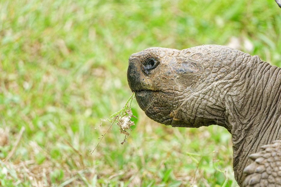 Galapagos-Riesenschildkröte