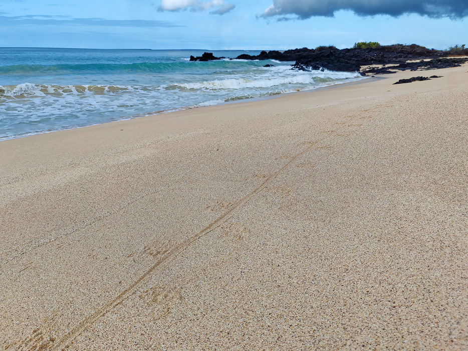 Leguan-Spuren im Sand