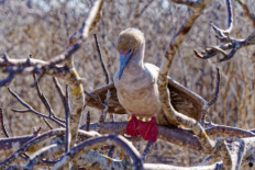 Isla Genovesa: Vogelparadies ganz im Norden der Galapagos-Inseln