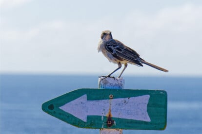 Galapagos-Inseln, Spottdrossel, Wegweiser