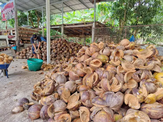 Kokosnuss-Verarbeitung in größerem Stil