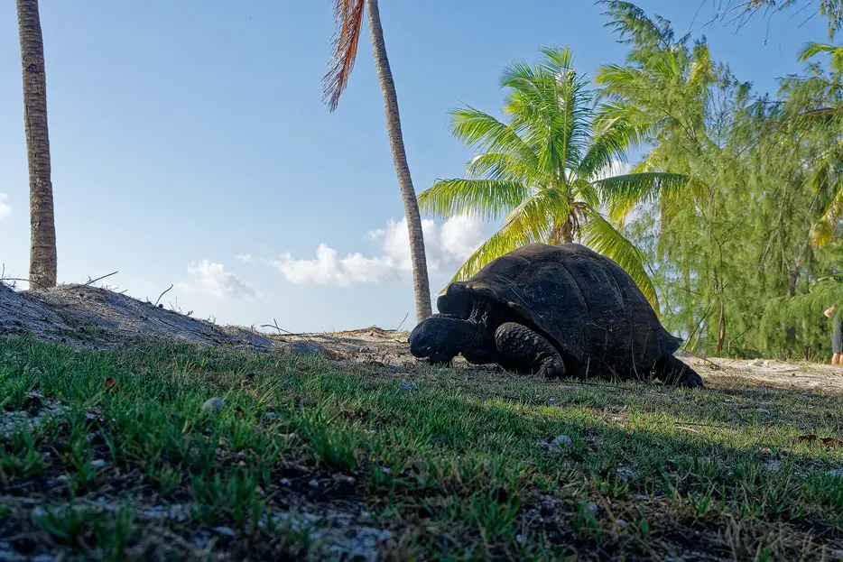 Riesenschildkröte auf Aldabra