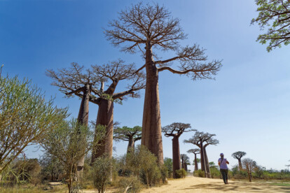 Baobab Avenue