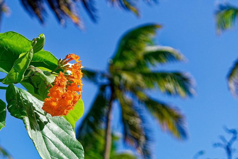 Half Moon Caye, Belize