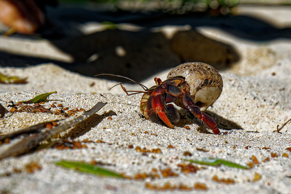 Einsiedlerkrebs