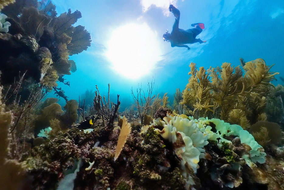 Schnorcheln vor Guanaja