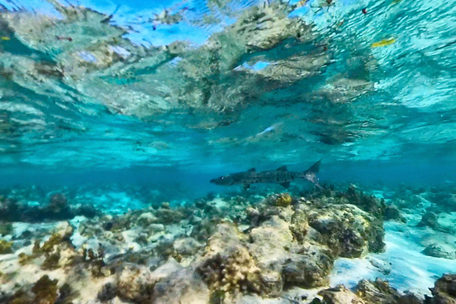 Schnorcheln vor Half Moon Caye