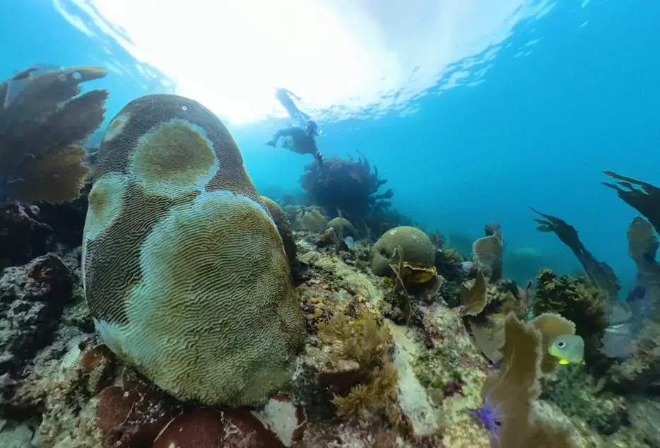 Virus-geschwächte Hirnkoralle am Belize Barrier Reef
