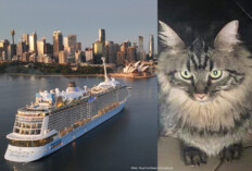 Ovation of the Seas, Katze "Ovie" (Bilder: Royal Caribbean International)