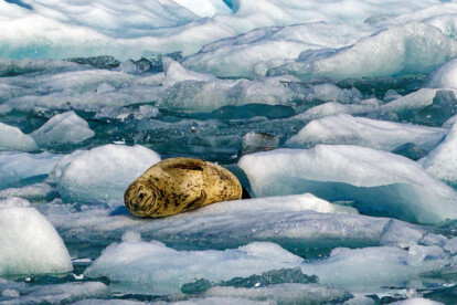 Robben am Sawyer Glacier