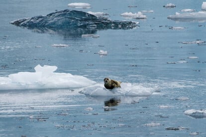 Seehund am Chenega Glacier, Prince William Sound, Alaska