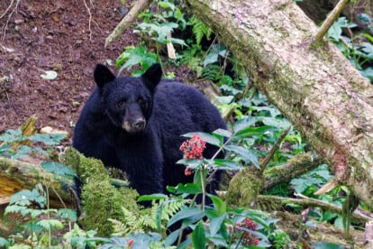 Schwarzbär, Kake, Alaska