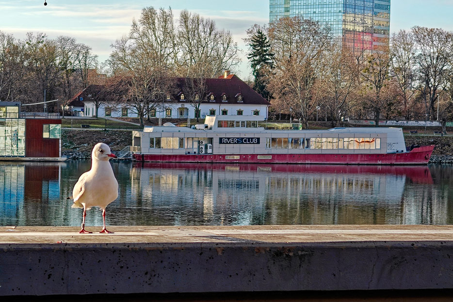 Möwe, Donau, Bratislava