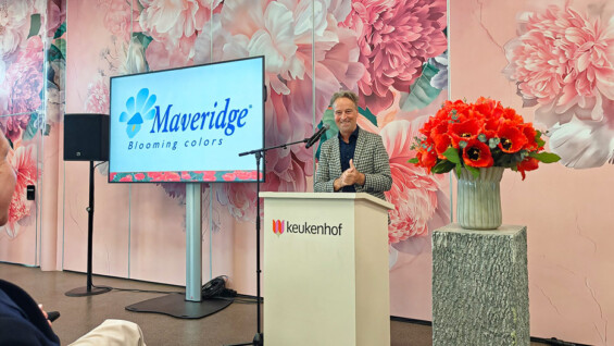 Tulpenzüchter Klass Peter de Geus