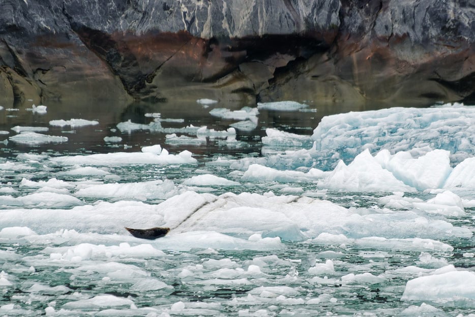 Seehund am Dawes Glacier