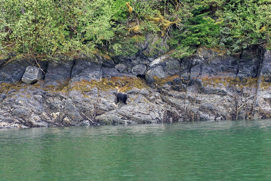 Schwarzbär am Ufer des Fjords