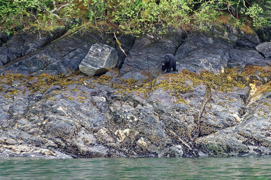 Schwarzbär am Ufer des Fjords