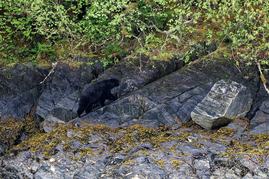 Schwarzbär am Ufer des Fjords
