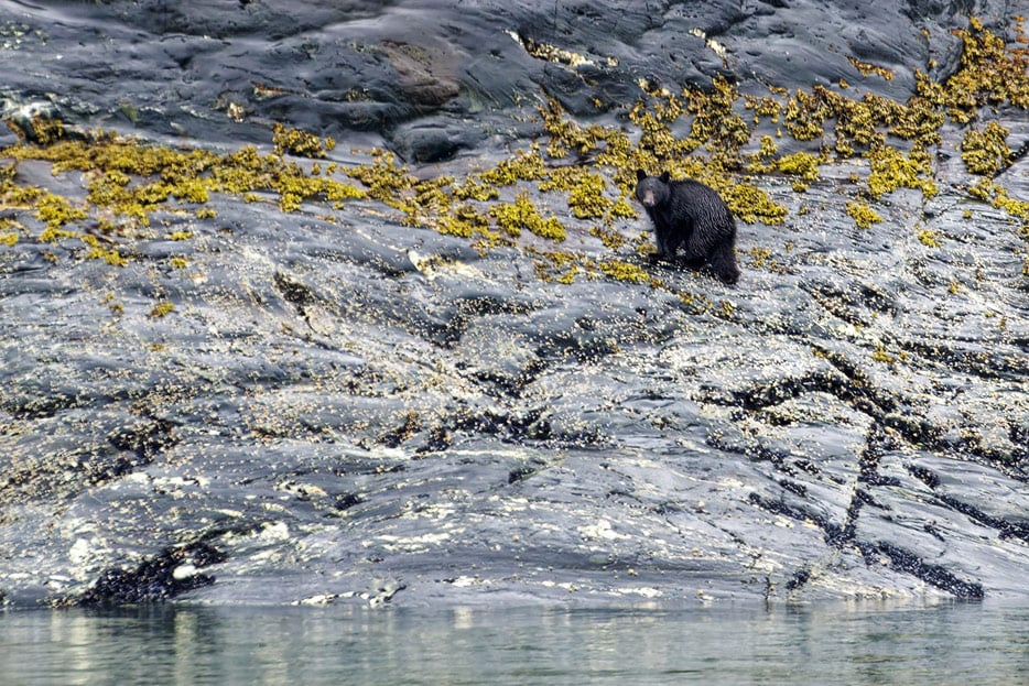 Schwarzbär am Ufer des Fjords