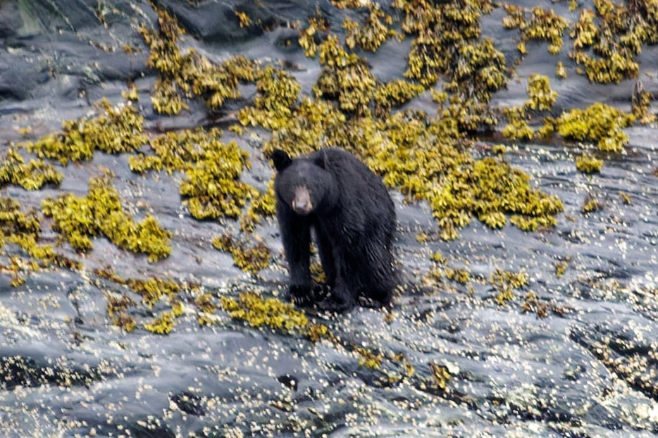 Schwarzbär am Ufer des Fjords