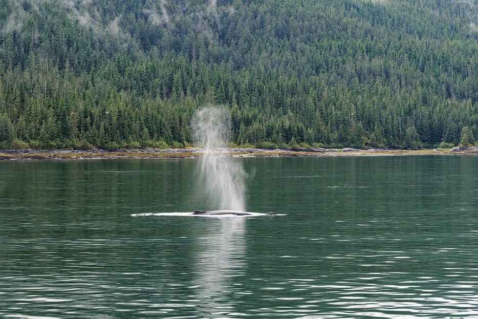 Buckelwal im Endicott Arm