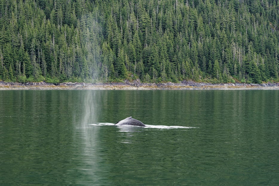 Buckelwal im Endicott Arm