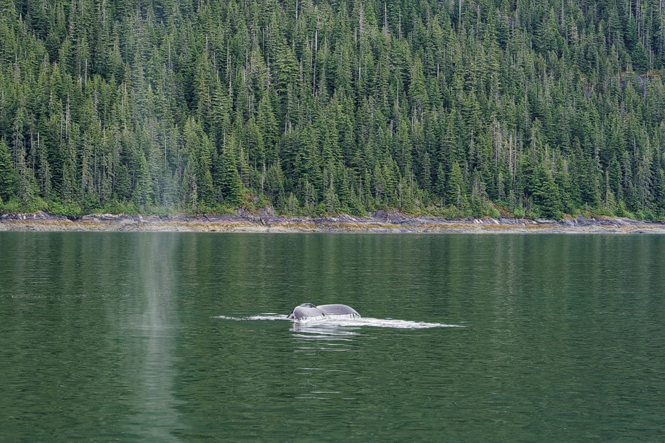 Buckelwal im Endicott Arm