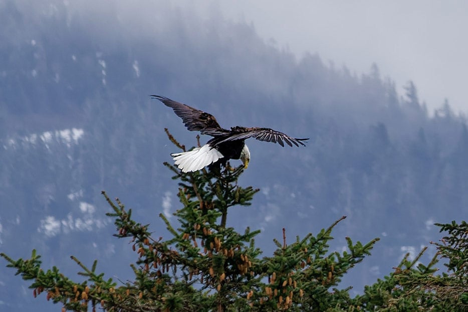 Weißkopf-Seeadler
