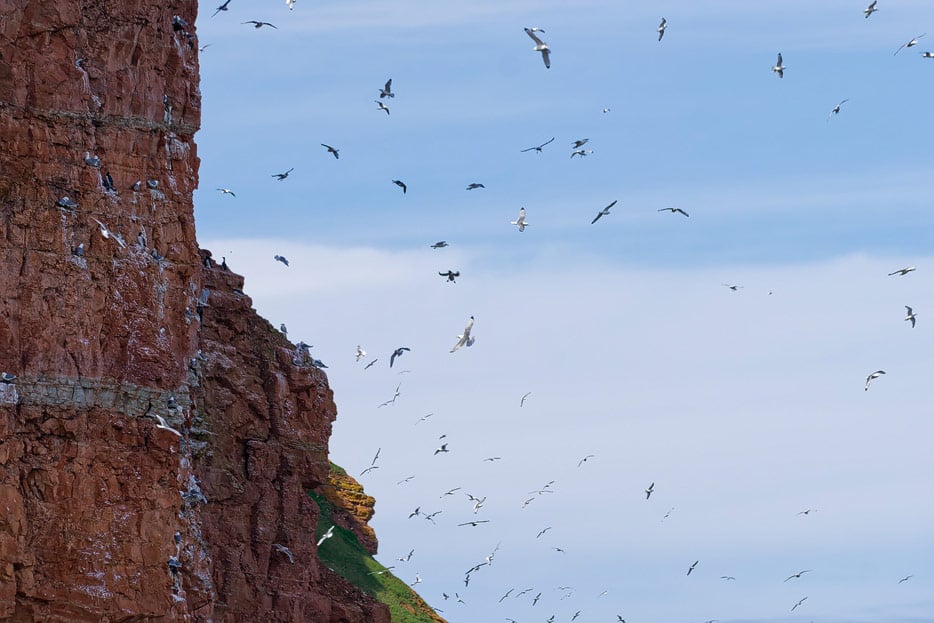 Vogelfelsen auf Helgoland
