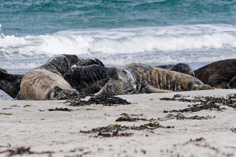 Kegelrobben am Nordstrand von Helgoland