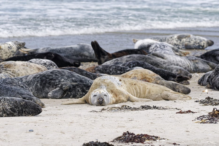 Kegelrobben am Nordstrand von Helgoland