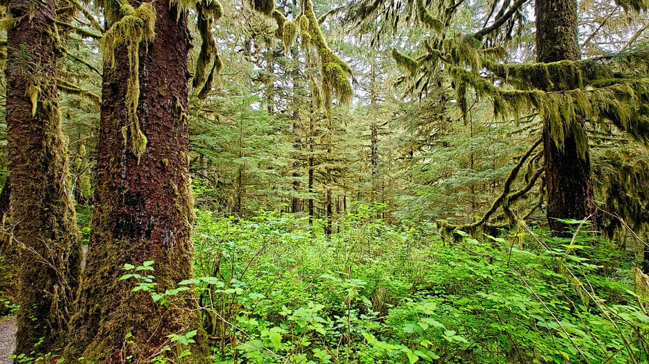 Tongass National Forest