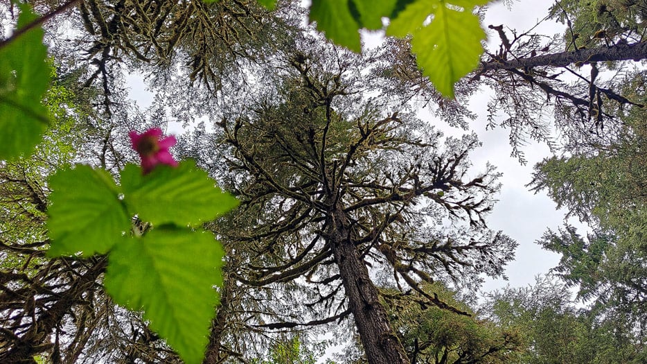 Tongass National Forest