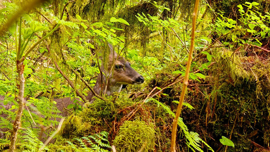 Tongass National Forest