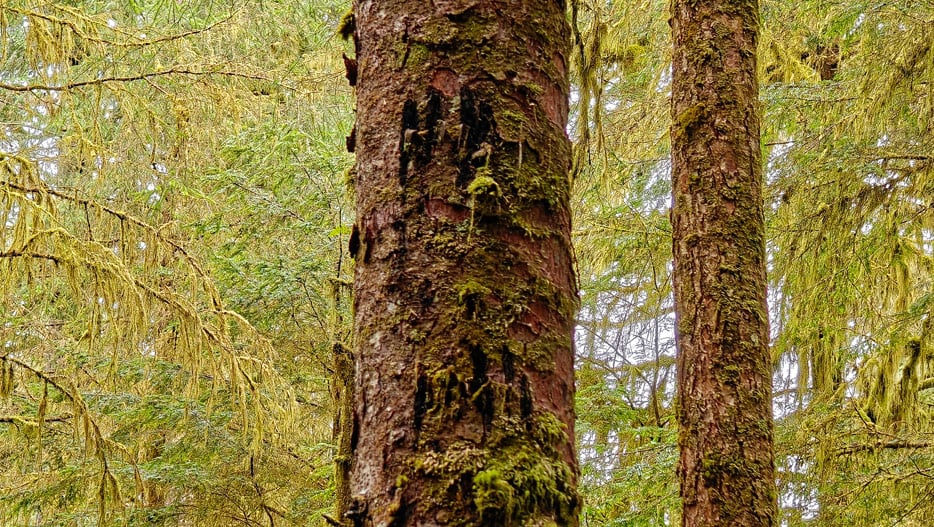 Bären-Kratzspuren an einem Baum