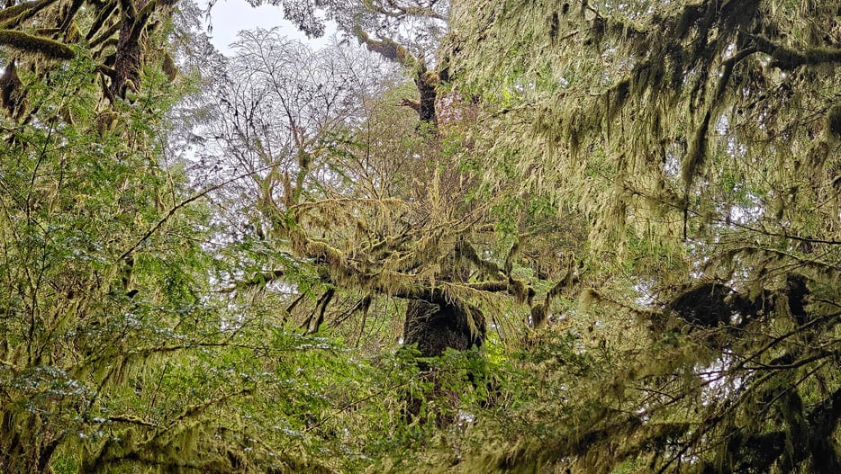 Tongass National Forest