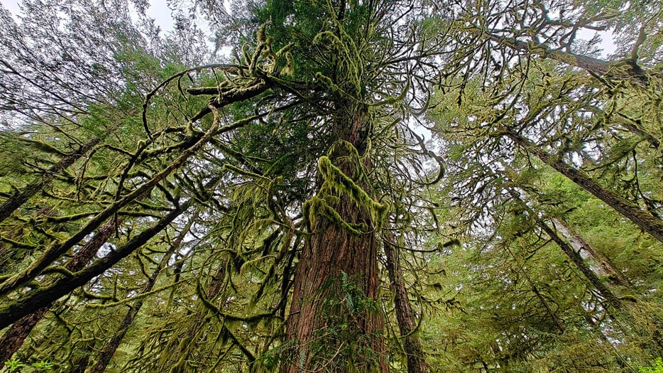 Tongass National Forest