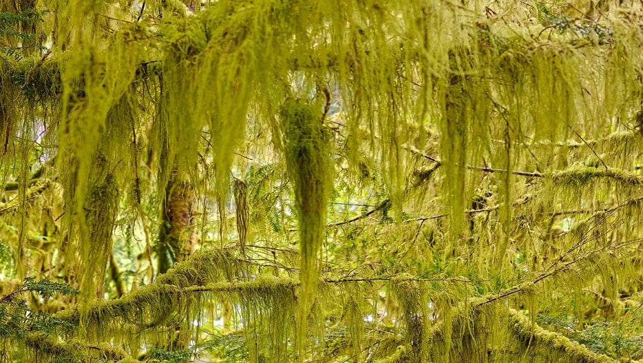 Tongass National Forest