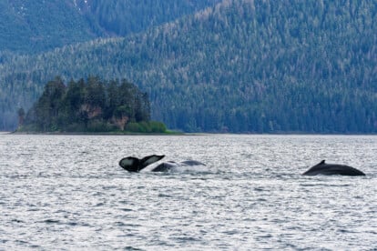Whale Watching nahe Icy Strait Point