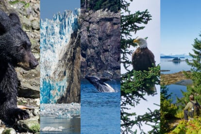 Symbolbilder Alaska, Bär, Adler, Gletscher, Landschaft