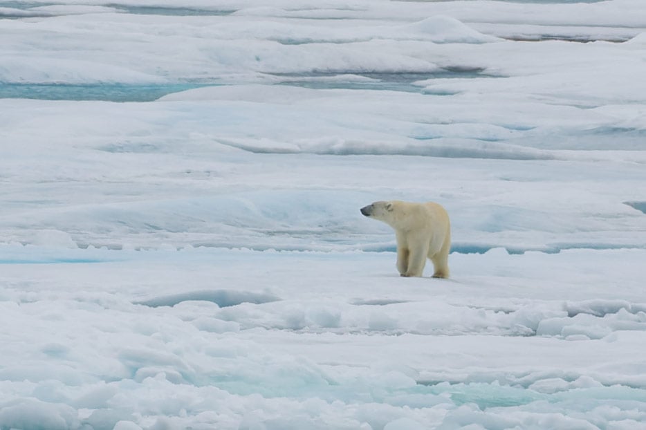 Eisbär