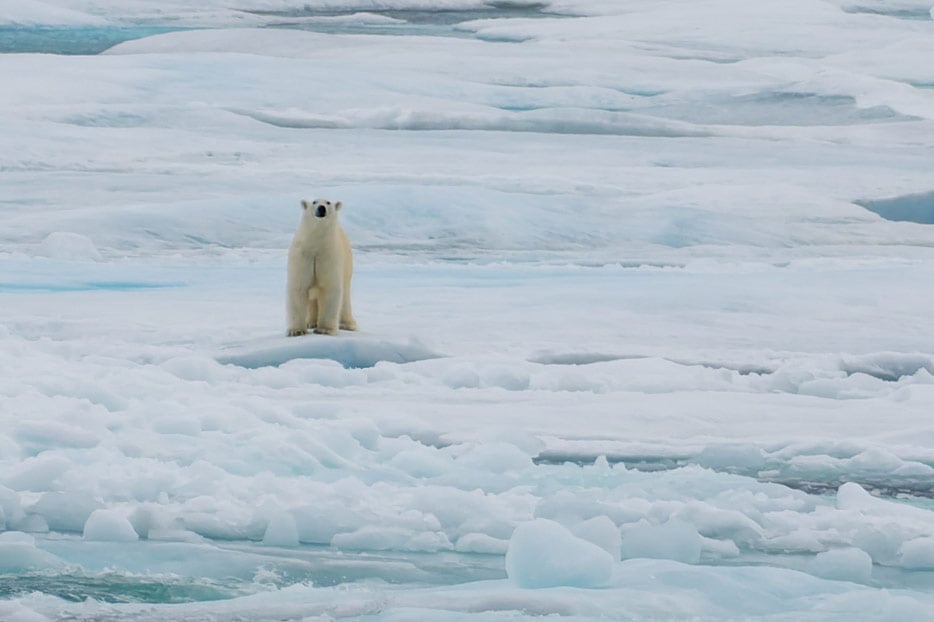 Eisbär
