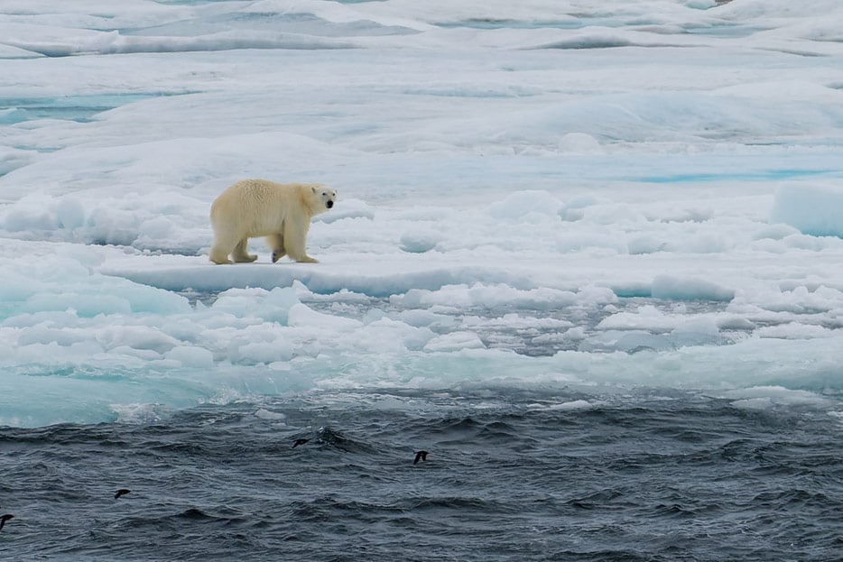 Eisbär