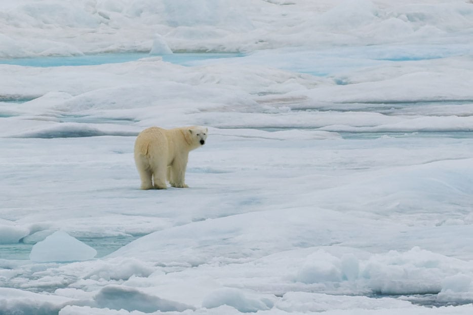 Eisbär