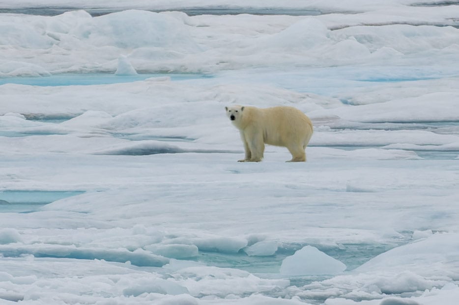 Eisbär