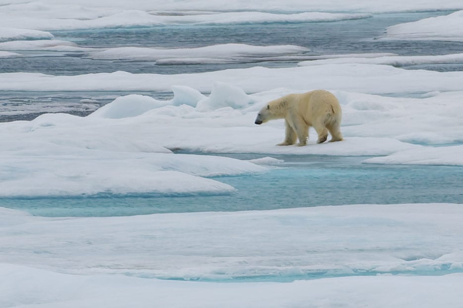 Eisbär