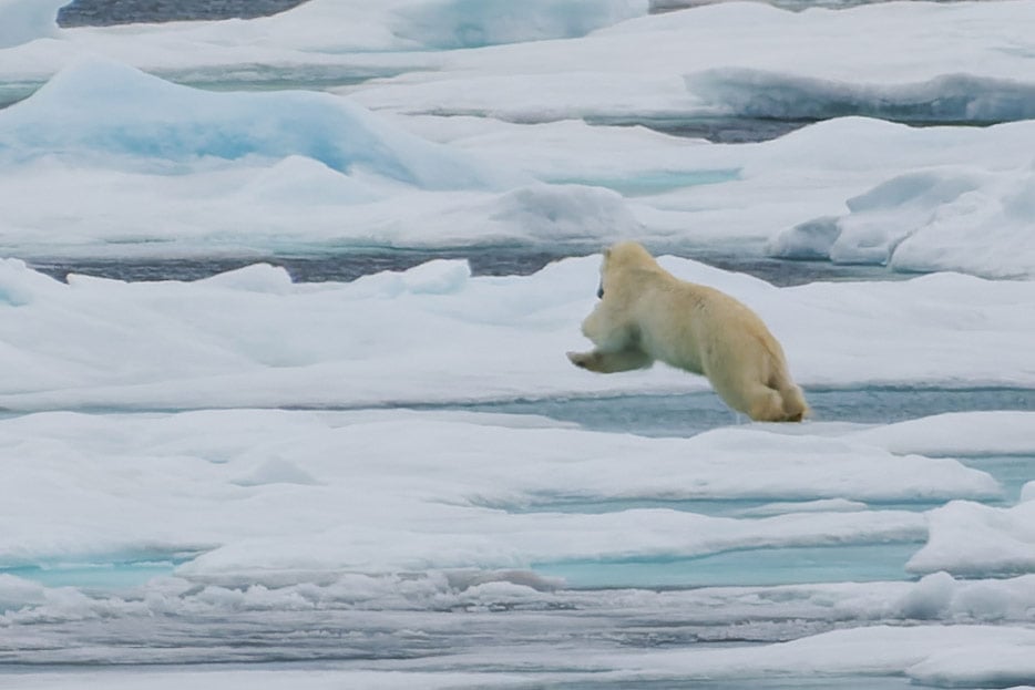 Eisbär