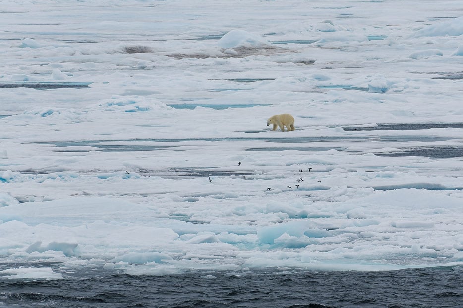 Eisbär