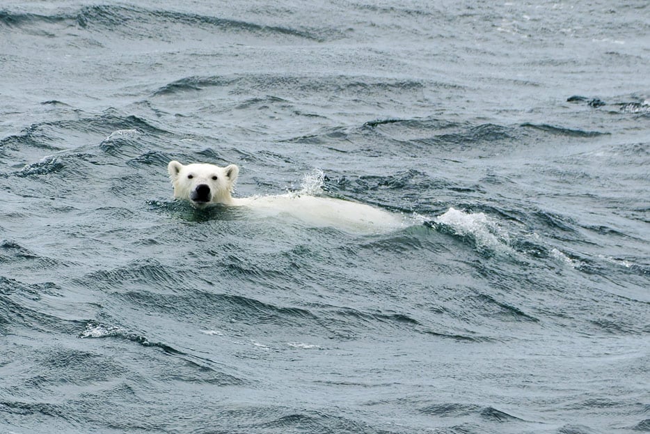 Eisbär